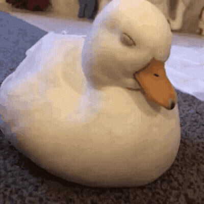 A White Duck With A Yellow Beak Is Sitting On The Floor With Its Eyes Closed . GIF