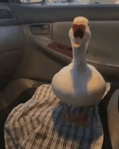 A White Duck With A Yellow Beak Is Standing In A Car GIF