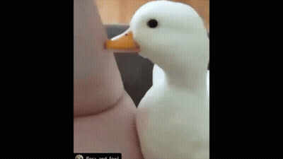A White Duck With A Yellow Beak Is Standing Next To A Person . GIF