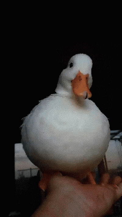 A White Duck With An Orange Beak Is Being Held In Someone 'S Hand GIF