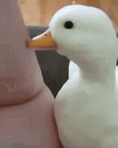 A White Duck With An Orange Beak Is Standing Next To A Person 'S Arm . GIF