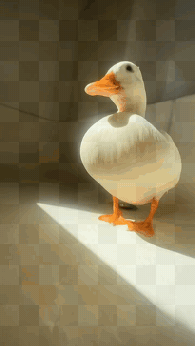 A White Duck With An Orange Beak Is Standing On A White Surface GIF