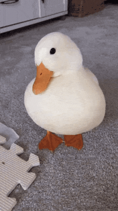 A White Duck With Orange Legs Is Standing On A Carpet GIF