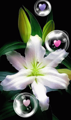 A White Flower Is Surrounded By Bubbles With Hearts In Them GIF