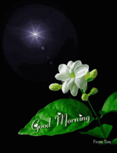 A White Flower With A Green Leaf And The Words Good Morning GIF