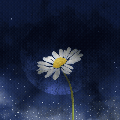 A White Flower With A Yellow Center Is Against A Blue Background GIF
