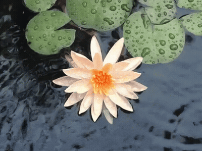 A White Flower With A Yellow Center Is Floating In A Pond With Lily Pads GIF