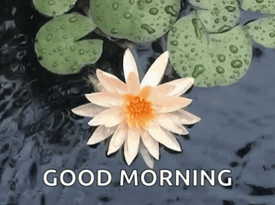 A White Flower With A Yellow Center Is Floating In A Pond With The Words Good Morning Written Below It GIF