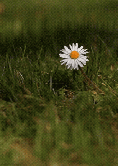 A White Flower With A Yellow Center Is Growing Out Of The Grass GIF