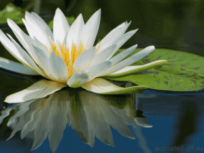 A White Flower With A Yellow Center Is Reflected In A Pond GIF