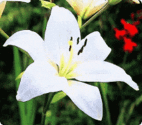 A White Flower With A Yellow Center Is Surrounded By Green Leaves GIF