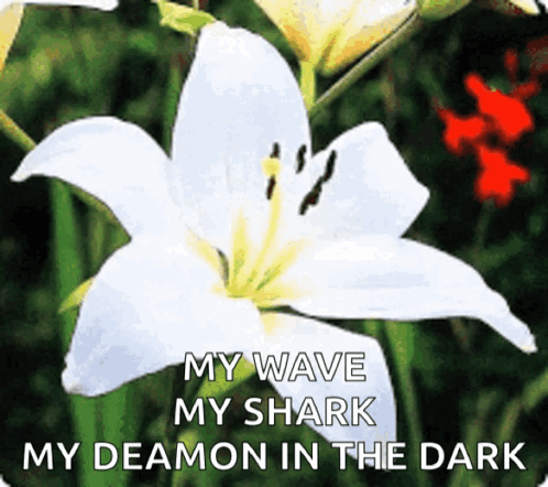 A White Flower With The Words My Wave My Shark My Deamon In The Dark Above It GIF