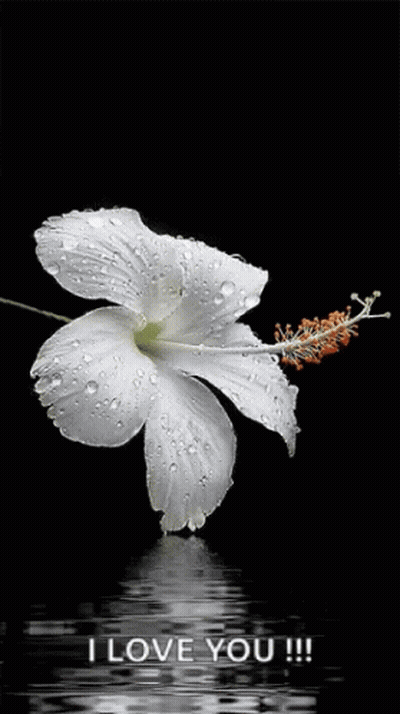 A White Flower With Water Drops On It And The Words I Love You !!! Below It GIF