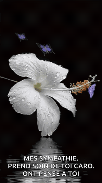 A White Flower With Water Drops On It Is Surrounded By Butterflies . GIF