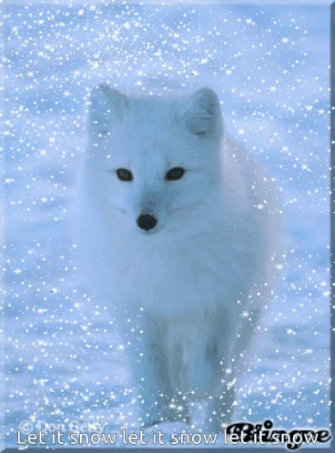A White Fox In The Snow With The Words Let It Snow Let It Snow Let It Snow GIF