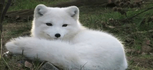 A White Fox Is Laying In The Grass And Looking At The Camera . GIF