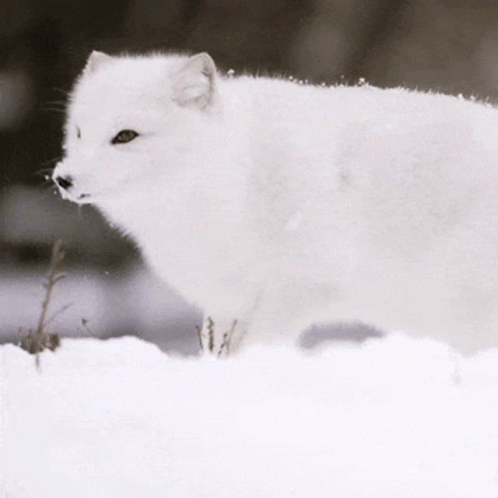 A White Fox Is Standing In The Snow GIF