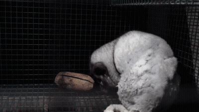 A White Furry Animal In A Cage With A Rock In The Background GIF