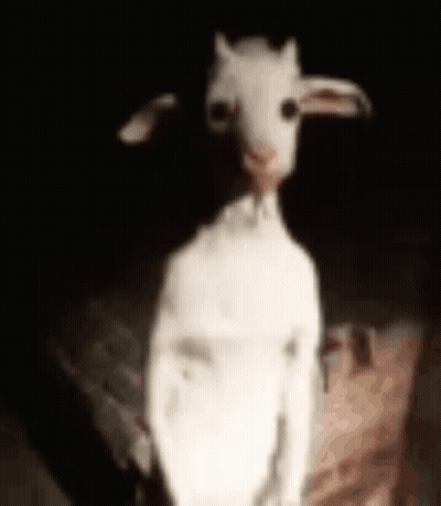 A White Goat Is Standing In The Dark With A Person Holding It . GIF