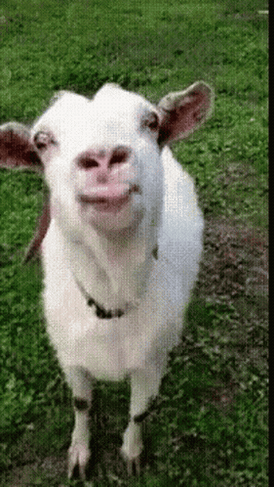 A White Goat Is Standing In The Grass And Making A Face GIF