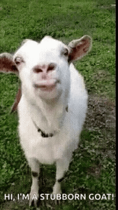A White Goat Is Standing In The Grass With Its Mouth Open And Says Hi I 'M A Stubborn Goat GIF