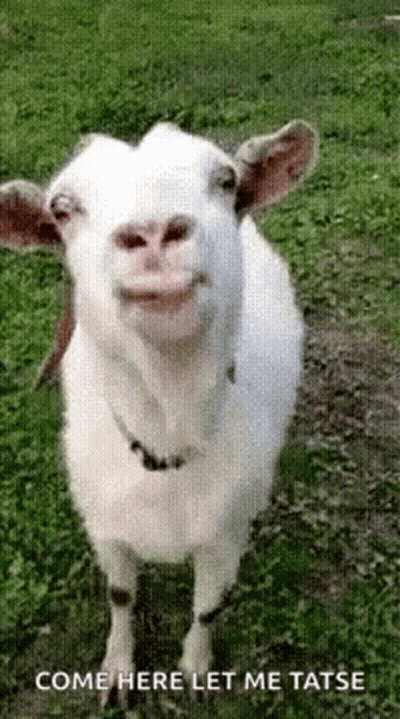 A White Goat Is Standing In The Grass With Its Mouth Open And Smiling . GIF
