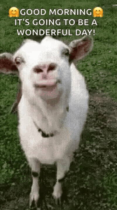 A White Goat Is Standing In The Grass With Its Mouth Open And Smiling . GIF