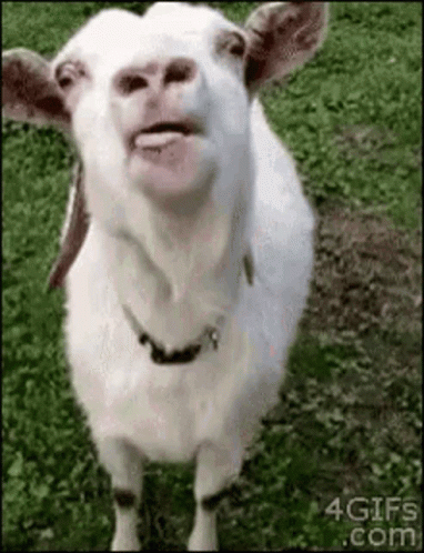 A White Goat Is Standing In The Grass With Its Tongue Hanging Out . GIF