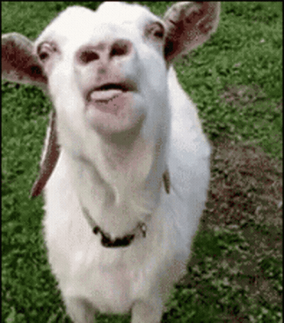 A White Goat Is Standing In The Grass With Its Tongue Out . GIF
