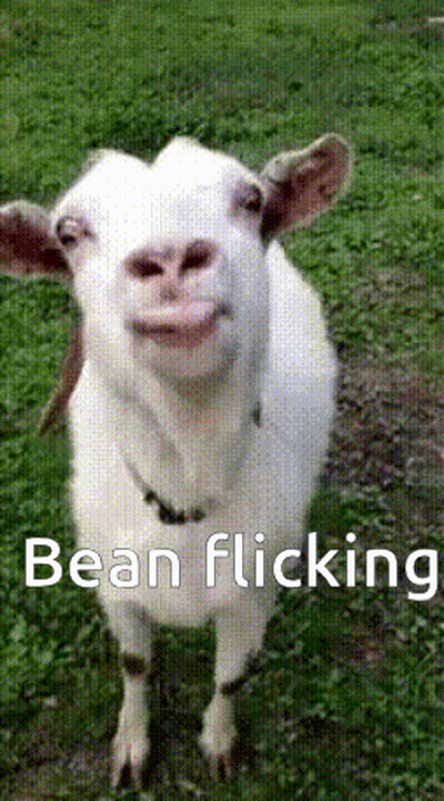 A White Goat Is Standing In The Grass With The Words Bean Flicking Behind It GIF