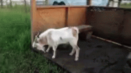 A White Goat Is Standing Next To A Wooden Fence In The Grass . GIF