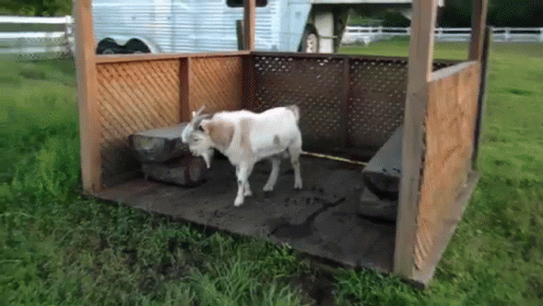 A White Goat Standing In A Wooden Shelter GIF