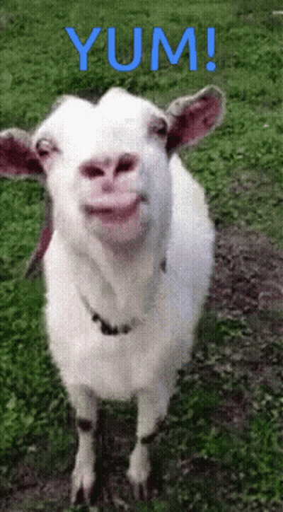 A White Goat Standing In The Grass With The Word Yum In Blue Letters Behind It GIF