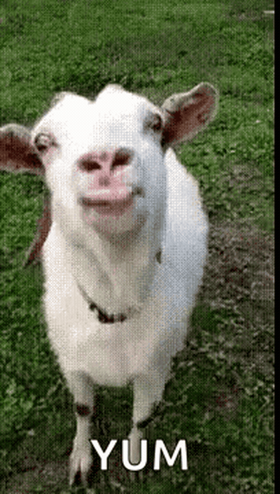 A White Goat Standing In The Grass With The Word Yum Written On The Bottom GIF