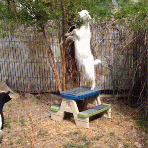 A White Goat Standing On Its Hind Legs On A Picnic Table GIF
