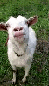 A White Goat With A Pink Nose Is Standing In The Grass And Making A Funny Face . GIF