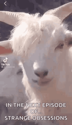 A White Goat With Horns Is Looking At The Camera With A Caption That Says In The Next Episode Of ... Strange Obsessions  GIF