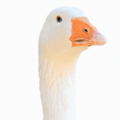 A White Goose With An Orange Beak Holds A Gun In Its Beak GIF