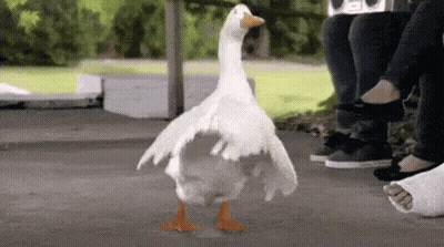A White Goose With Orange Legs Is Walking On A Sidewalk Next To A Person With A Cast On Their Foot . GIF