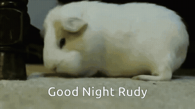 A White Guinea Pig With The Words Good Night Rudy Written Below It GIF