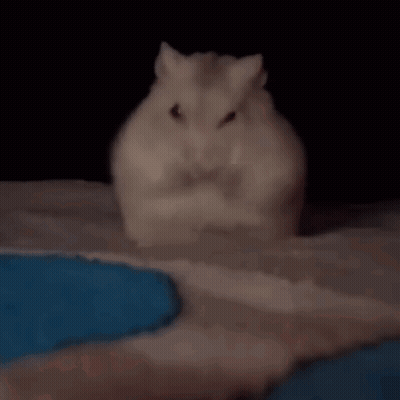A White Hamster Is Sitting On A Bed In The Dark . GIF