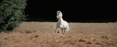 A White Horse Is Running Through A Dry Grassy Field . GIF