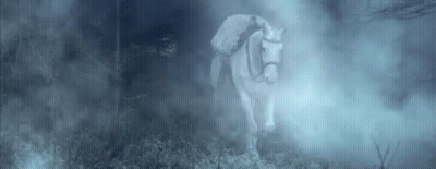 A White Horse Is Standing In The Middle Of A Foggy Forest . GIF