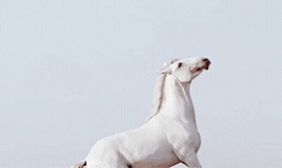 A White Horse Is Standing On Its Hind Legs GIF