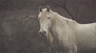 A White Horse With A Long Mane Is Standing In A Field Looking At The Camera . GIF