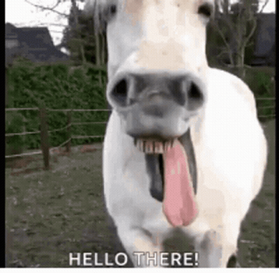 A White Horse With A Long Pink Tongue Sticking Out Is Standing In A Field . GIF