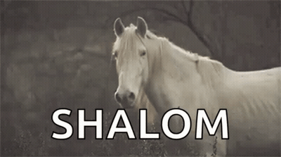 A White Horse With The Word Shalom Written On It . GIF