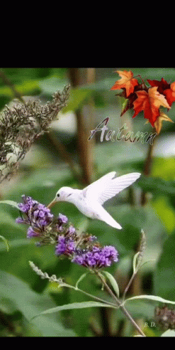 A White Hummingbird Is Perched On A Purple Flower With The Word Autumn In The Background GIF