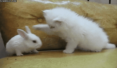 A White Kitten And A White Rabbit Are Playing On A Couch And The Rabbit Is Looking At The Cat GIF