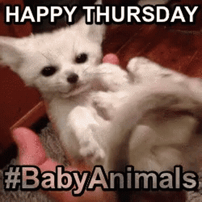 A White Kitten Is Being Held By A Person And Says Happy Thursday #Baby Animals GIF
